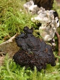 Kretzschmaria deusta image