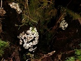 Kretzschmaria deusta image