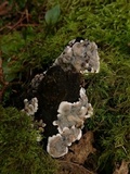 Kretzschmaria deusta image