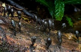 Xylaria schweinitzii image