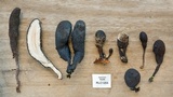 Xylaria schweinitzii image
