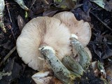 Armillaria gallica image