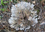 Peltigera rufescens image