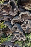 Chondrostereum purpureum image