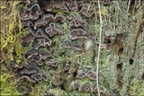 Chondrostereum purpureum image