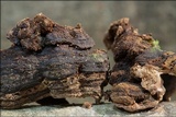 Chondrostereum purpureum image