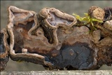 Chondrostereum purpureum image