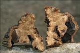 Chondrostereum purpureum image
