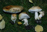 Leccinum cyaneobasileucum image
