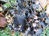 Peltigera canina image