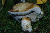 Leccinum cyaneobasileucum image