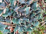 Peltigera malacea image