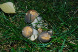 Leccinum cyaneobasileucum image
