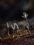 Arcyria cinerea image