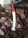 Mutinus argentinus image