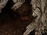 Ganoderma sessile image