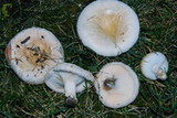 Lactarius pubescens var. betulae image
