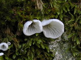Rimbachia bryophila image