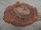 Amauroderma rude image