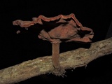 Amauroderma rude image