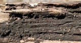 Glonium stellatum image