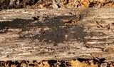 Glonium stellatum image
