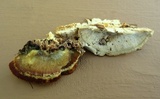 Trametopsis cervina image