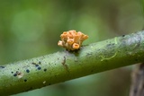 Moelleriella turbinata image