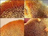 Trametopsis cervina image