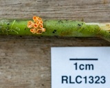 Moelleriella turbinata image