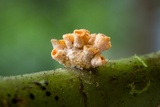 Moelleriella turbinata image