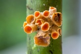 Moelleriella turbinata image