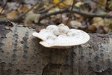 Trametes gibbosa image