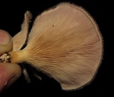 Panus lecomtei image