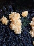 Hypocreopsis macrostoma image
