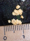 Hypocreopsis macrostoma image