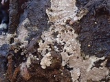 Tomentella galzinii image