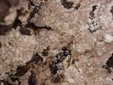 Tomentella galzinii image