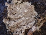 Tomentella galzinii image