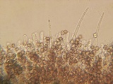 Tomentella galzinii image