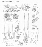 Tomentella galzinii image