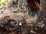 Thelephora wakefieldiae image