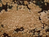 Thelephora wakefieldiae image