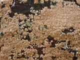 Thelephora wakefieldiae image