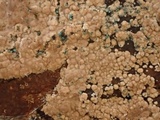 Thelephora wakefieldiae image