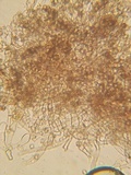 Thelephora wakefieldiae image