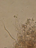 Thelephora wakefieldiae image