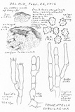 Thelephora wakefieldiae image
