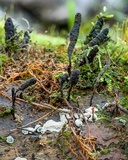 Diderma globosum image