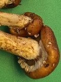 Pholiota adiposa image